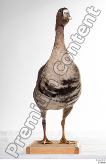 Greater white-fronted goose Anser albifrons whole body 0003.jpg